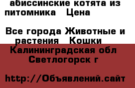 абиссинские котята из питомника › Цена ­ 15 000 - Все города Животные и растения » Кошки   . Калининградская обл.,Светлогорск г.